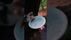 кормим котика