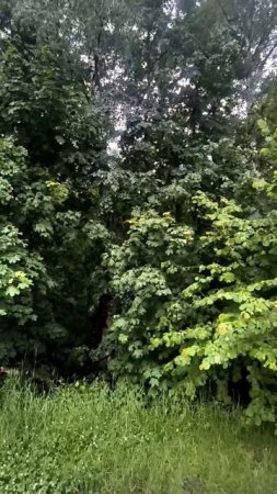 Куст на ветру. Пение птиц. Шум леса