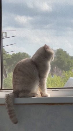 😸🌳🌳