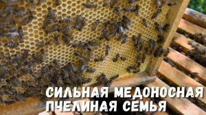 Сильная медоносная пчелиная семья: ключ к успешному пчеловодству!