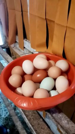 Секрет ЯЙЦЕНОСКОСТИ круглый год.