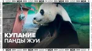 Московский зоопарк опубликовал видео купания панды Жуи - Москва 24
