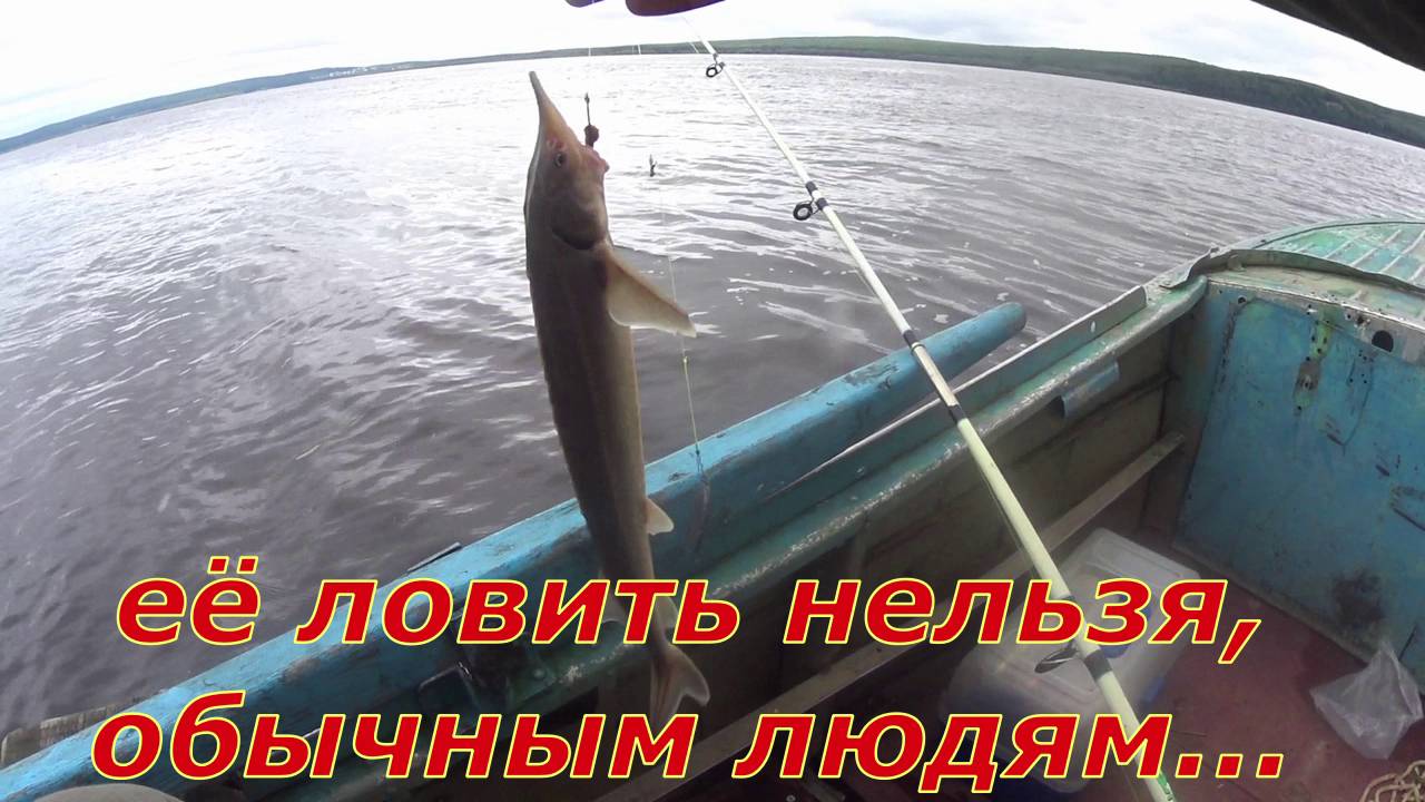 На рыбалку с дедом, поймал стерлядь.