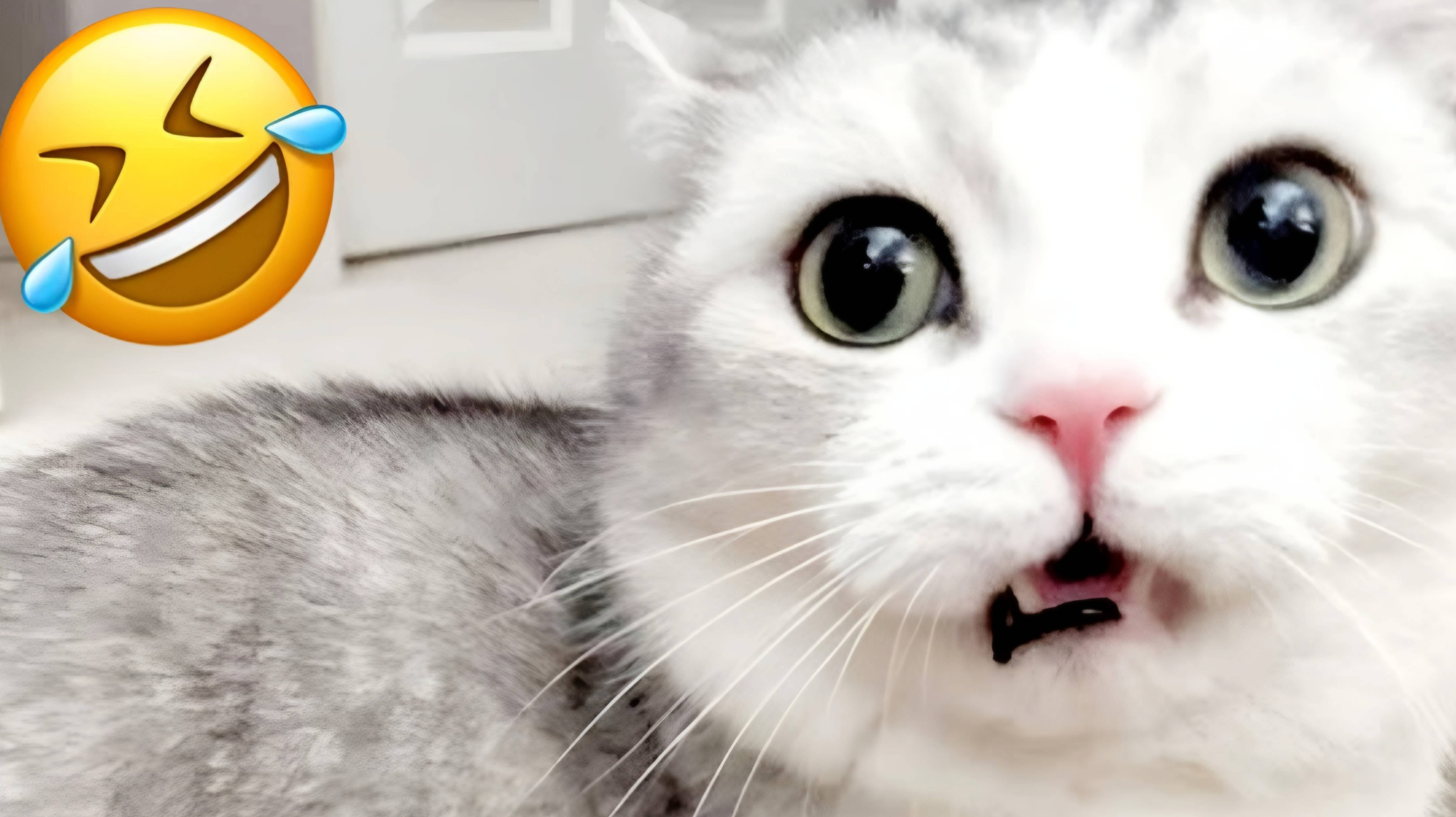 ПРИКОЛЫ С КОТАМИ😹 СМЕШНЫЕ КОТЫ И СОБАКИ🐶😹 СМЕШНОЕ ВИДЕО С ЖИВОТНЫМИ, ЮМОР