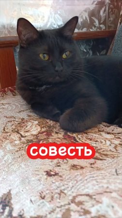 Смешная озвучка кошек.