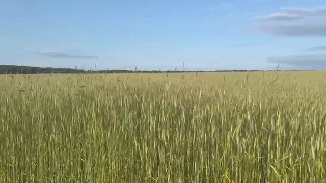 Поле Шемордана – здесь творится НЕВЕРОЯТНОЕ!