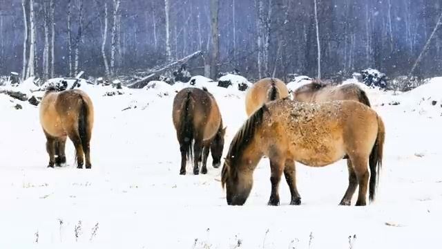 Медленные облака и мелодии природной тишины – Часть 24