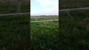 электро пастух,бюджетный вариант