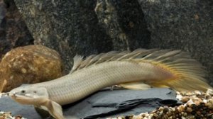 Полиптерус     (ХИЩНИК-)