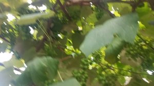 Гарден тур по винограду