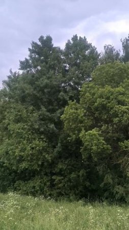 Деревья колышутся на ветру