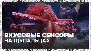 Ученые нашли у осьминогов "вкусовые" сенсоры на щупальцах - Москва 24