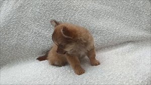 Вук. Мини мальчик чихуахуа.