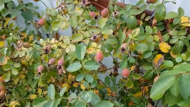 Мой летний огород часть (5)