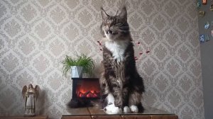 Мейн-кун🐯 История аборигенной породы 🐅 🌲