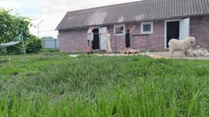 ЖИЗНЬ В ДЕРЕВНЕ/УРА!РАДОСТЬ,СОБИРАЕМ БАССЕЙН/СПАСАЮ ОГОРОД/СИЛЬНЫЙ ВЕТЕР