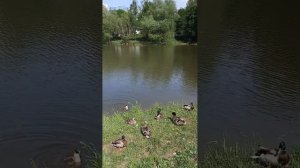 Утки на отдыхе