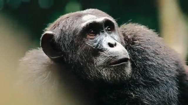 Звуки природы убаюкивают сердце и разум – Часть 1