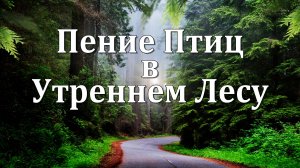 Утренний Лес | Пение Птиц и Спокойная Музыка для Расслабления и Сна 🌿🐦🌿
