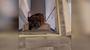 Смешные Видео про котиков