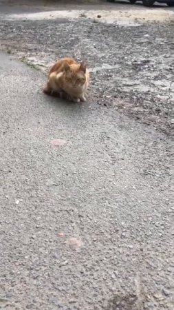 Рыженький