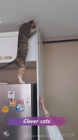 Кошки - отличные помощники для своих владельцев