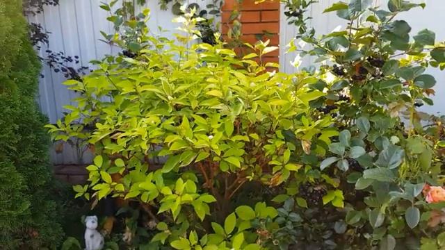 Мой день в огороде часть (10)