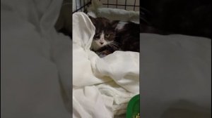 Забрала Бештау из клиники.