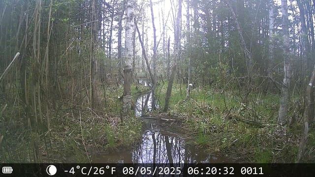 На видео заяц-беляк