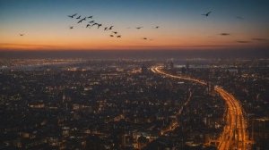 Городское освещение и птицы кто страдает от светового загрязнения