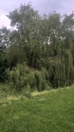 Ива в парке у ручья