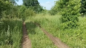 мои медоносы. 22 июня 2025 года. Татария.