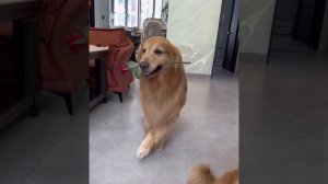 Смешные моменты с котами и собаками — Заряд хорошего настроения! #3