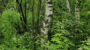 МОЛИТВА ЗА ИСЦЕЛЕНИЯ В ЛЕСУ 🙏