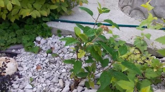 Мои летние цветы часть (12)