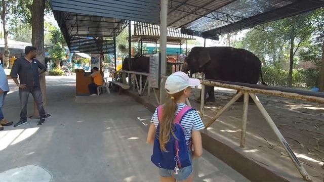 Тайланд 2019 | Часть 4 | В мире животных