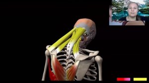 Мышца выпрямляющая позвоночник и растяжка. Обзор упражнений в 3D. - Pro Fitness Education (720p, h26