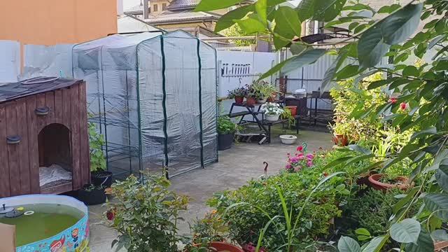Тепличка ночь отстояла и ливень пережила.