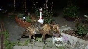 (1046) Лиса приходит в гости. Июнь 2025