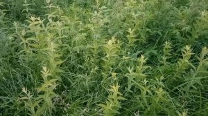 Белая  ночь на берегу реки. 
( In dreams Acapella Cover )