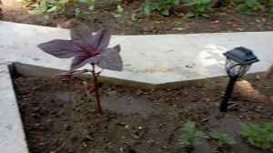 цветы на даче, 19 июня...