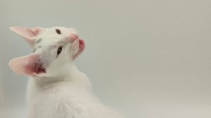 Котята от пары ShawlsCity Kilian by Kilian x ShawlsCity U2
д.р. 24.03.25