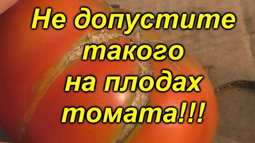 Почему трескаются томаты. Полный разбор причин и эффективные решения.