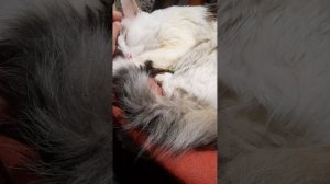 Вася заболел. Вчера блевал весь день, сегодня не ест, не пьёт совсем. Только лежит.
