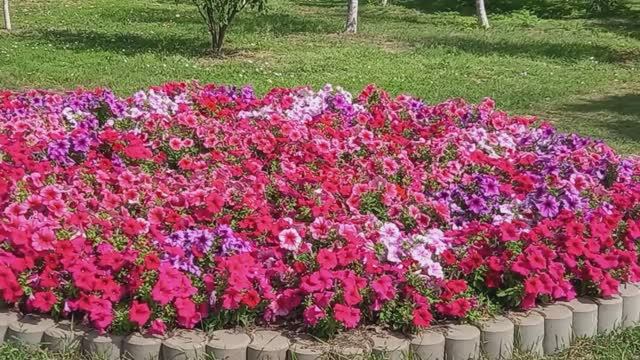 Цветушие клумбы в парках и скверах станицы Ленинградской