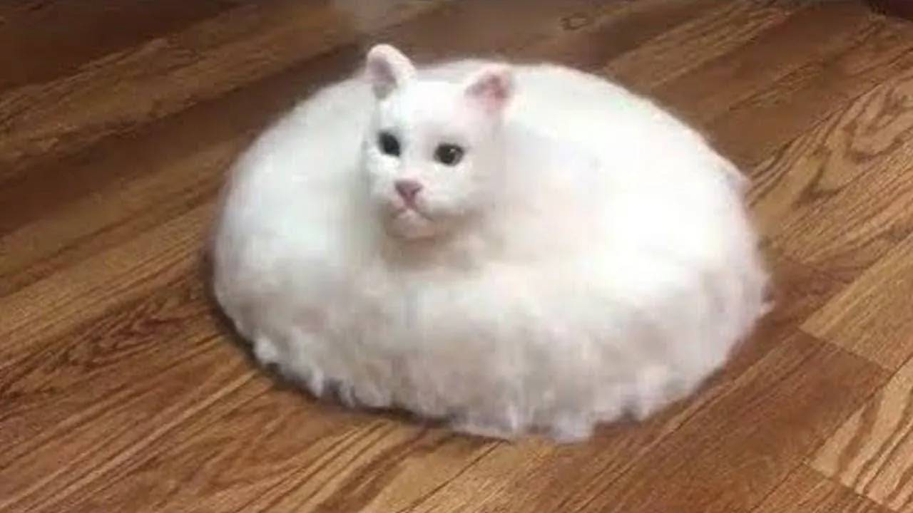 Самые смешные животные 😂 Приколы с котами и собаками 2025 😺🐶 Часть 18