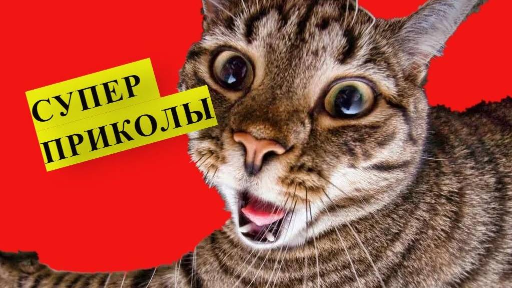 СМЕШНЫЕ ВИДЕОПРИКОЛЫ |Смешные видео с  животными | Я РЖАЛ ДО СЛЕЗ|ПОДБОРКА ПРИКОЛОВ С ЖИВОТНЫМИ