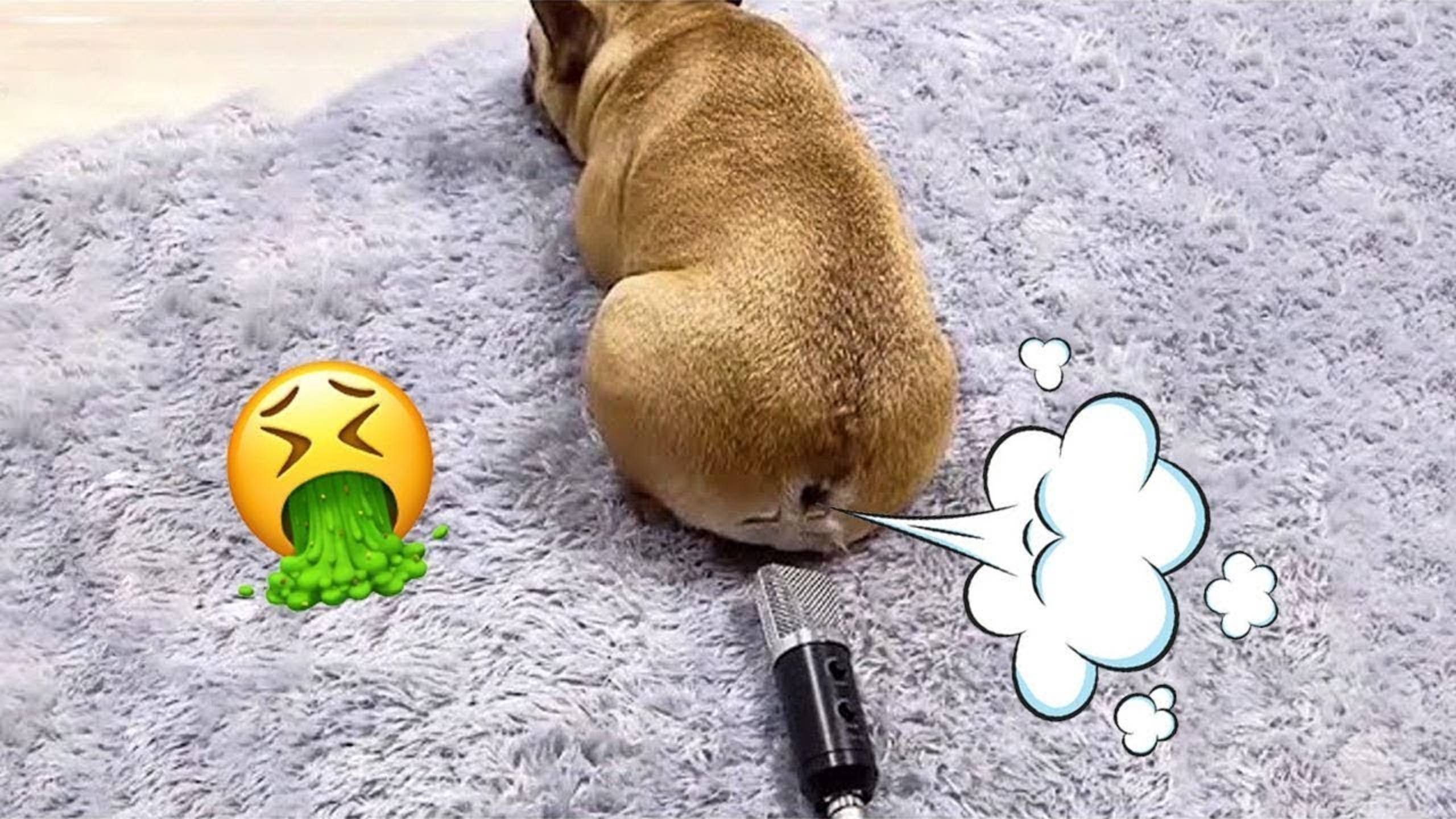 СМЕШНЫЕ КОТЫ 2025 ЛУЧШИЕ ПРИКОЛЫ С КОТАМИ, КОШКИ, КОТИКИ, СОБАЧКИ, СМЕШНОЕ ВИДЕО