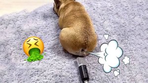 СМЕШНЫЕ КОТЫ 2025 ЛУЧШИЕ ПРИКОЛЫ С КОТАМИ, КОШКИ, КОТИКИ, СОБАЧКИ, СМЕШНОЕ ВИДЕО