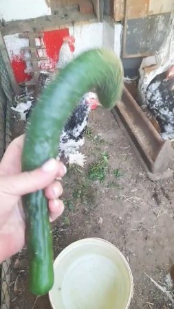 урожай)